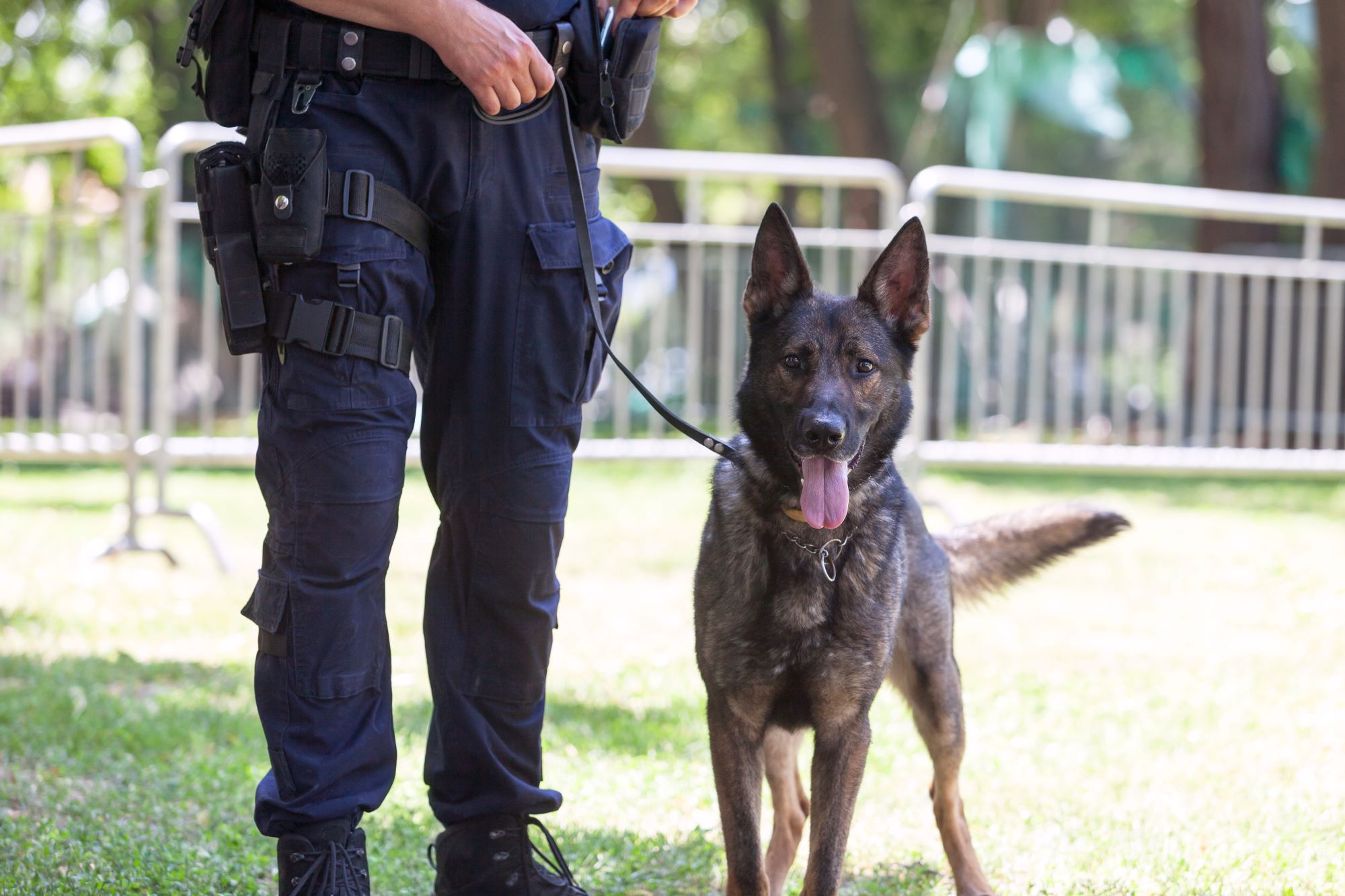 Hundeführer Polizei Schweiz